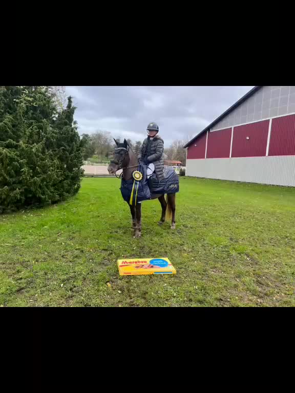 Hoppning hästar till salu: Hoppglad och snabb stjärna  - Video 1