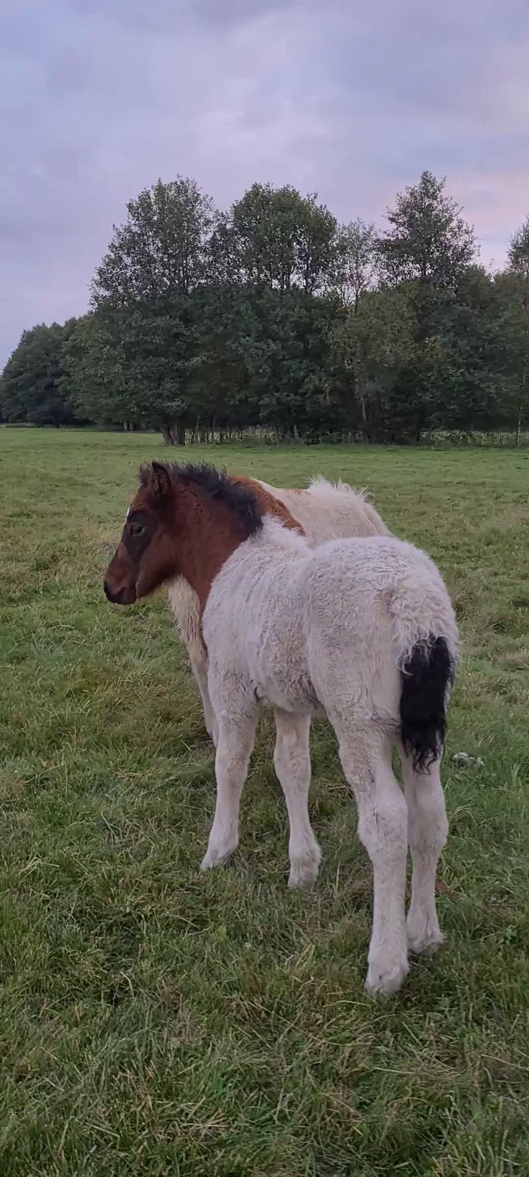 Island hästar till salu: Hingstföl med utstrålning! i Blentarp - Video 1