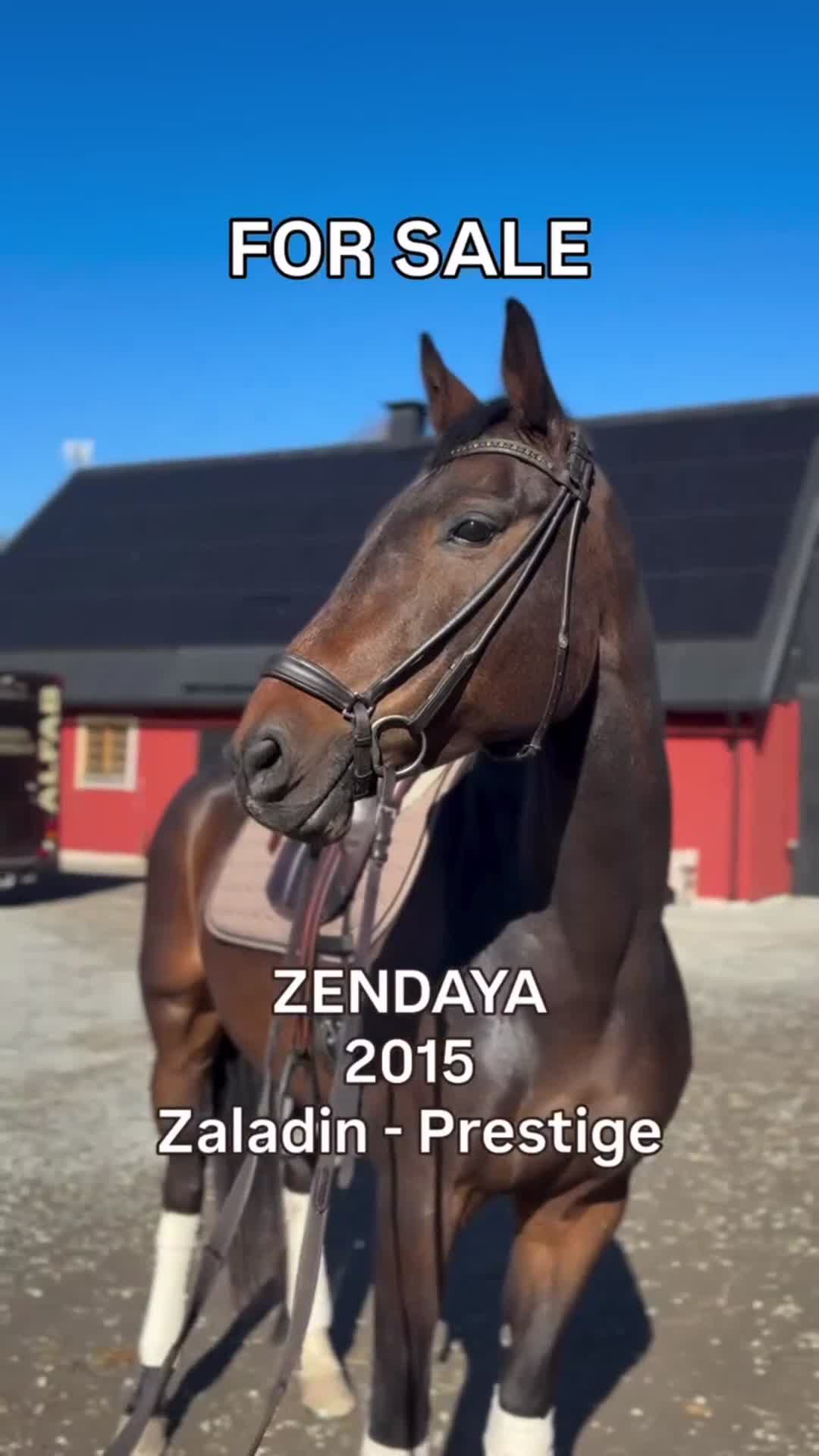 Dressyr hästar till salu: Zendaya – lovande dressyrsto med mycket kapacitet - Video 1