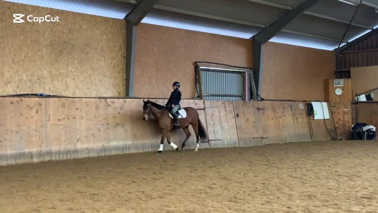 Allround hästar till salu: ⭐️ Lovande allroundponny ⭐️ (nu annons med filmer) i Össjö - Video 3