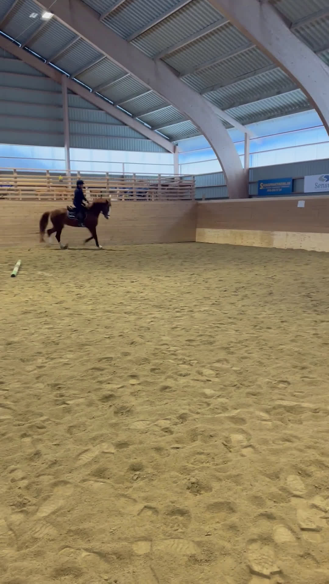 Dressyr hästar till salu: Fint ungsto efter Sibelius (SWB) i Sveg - Video 5