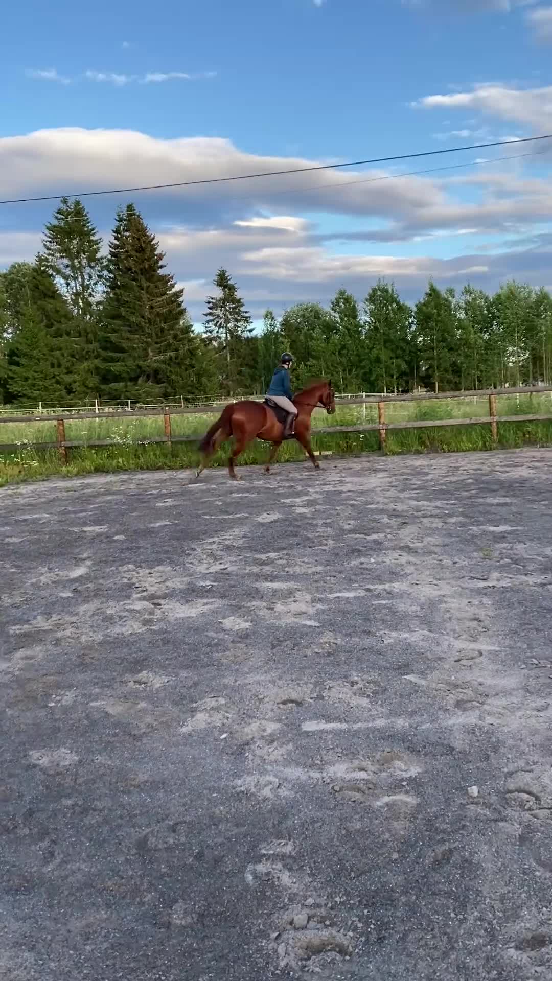 Allround hästar till salu: Vackra Wictor! - Video 3