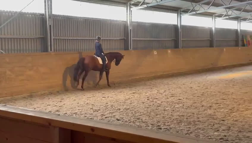 Allround hästar till salu: Dressyr/Allround i Falkenberg - Video 2