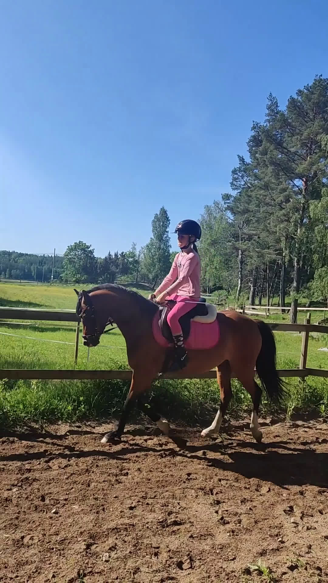 Allround hästar sökes: Äldre läromästare sökes (ponny eller storhäst) - Video 5