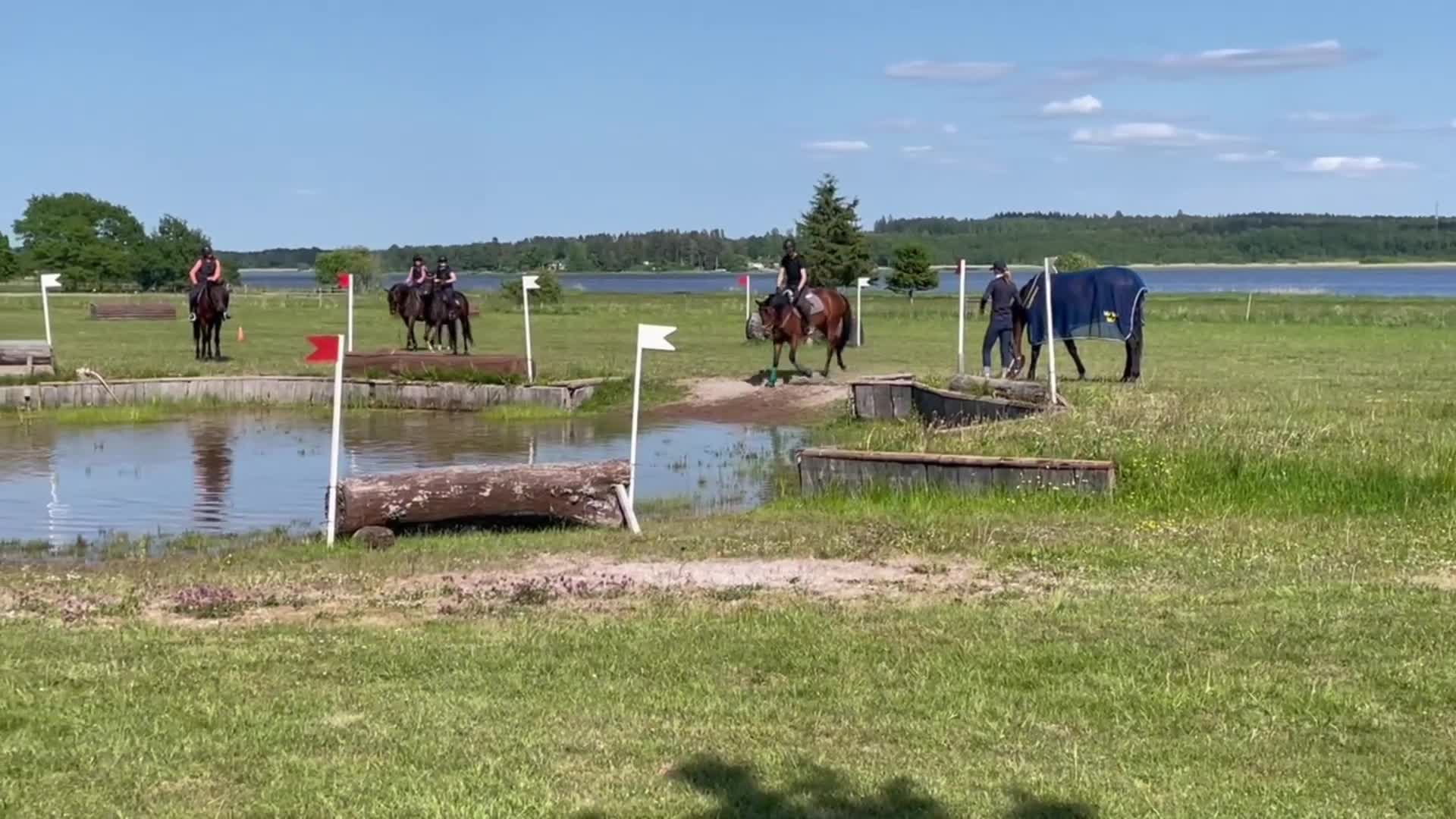 Allround hästar till salu: välridet och energiskt sto i Västerås - Video 3