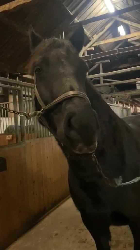 Allround hästar till salu: Vacker welsh cob ⭐️ i Göteborg - Video 5