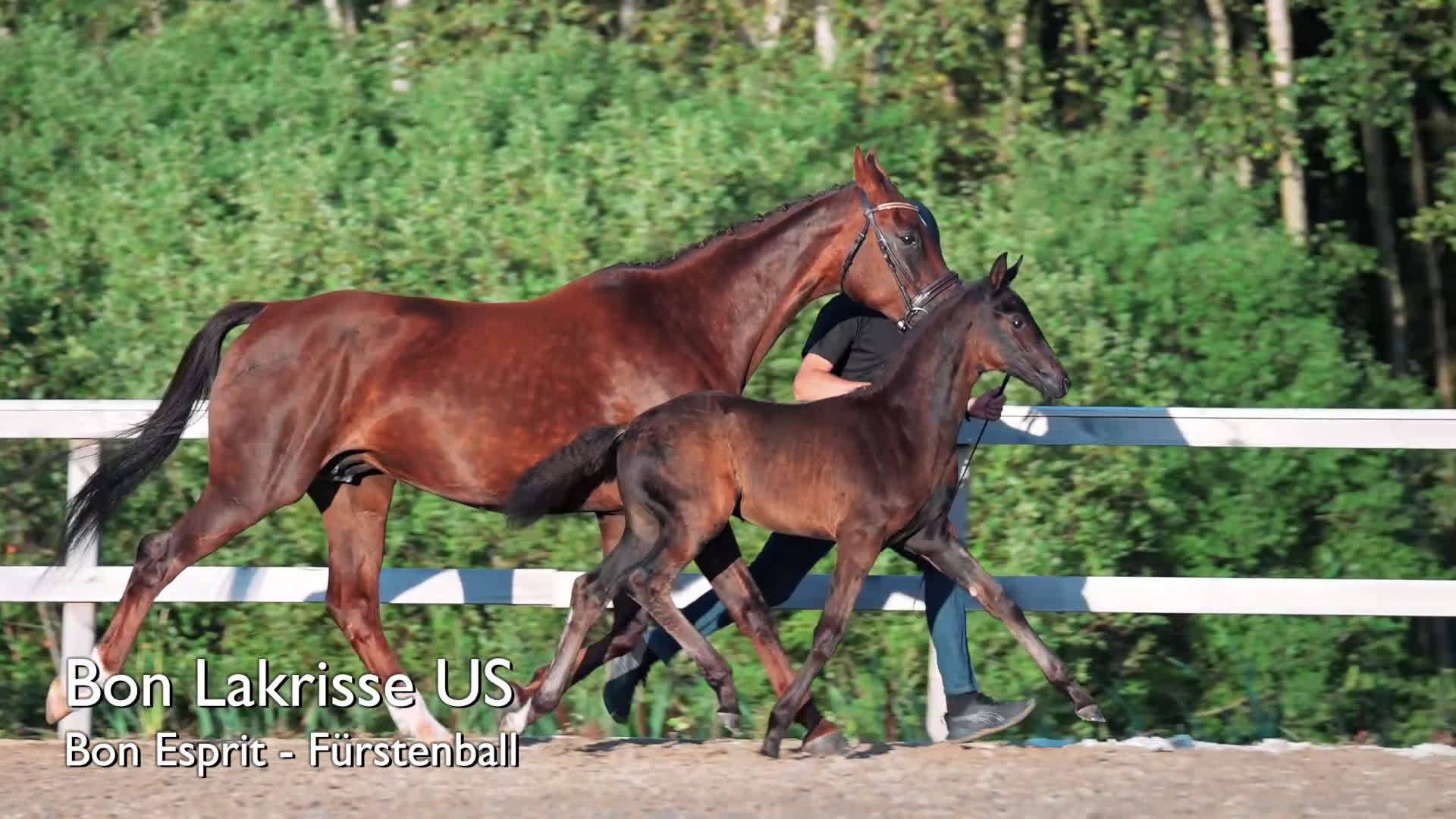 Dressyr hästar till salu: Hingstföl e. Bon Esprit- Fürstenball i Nol - Video 3
