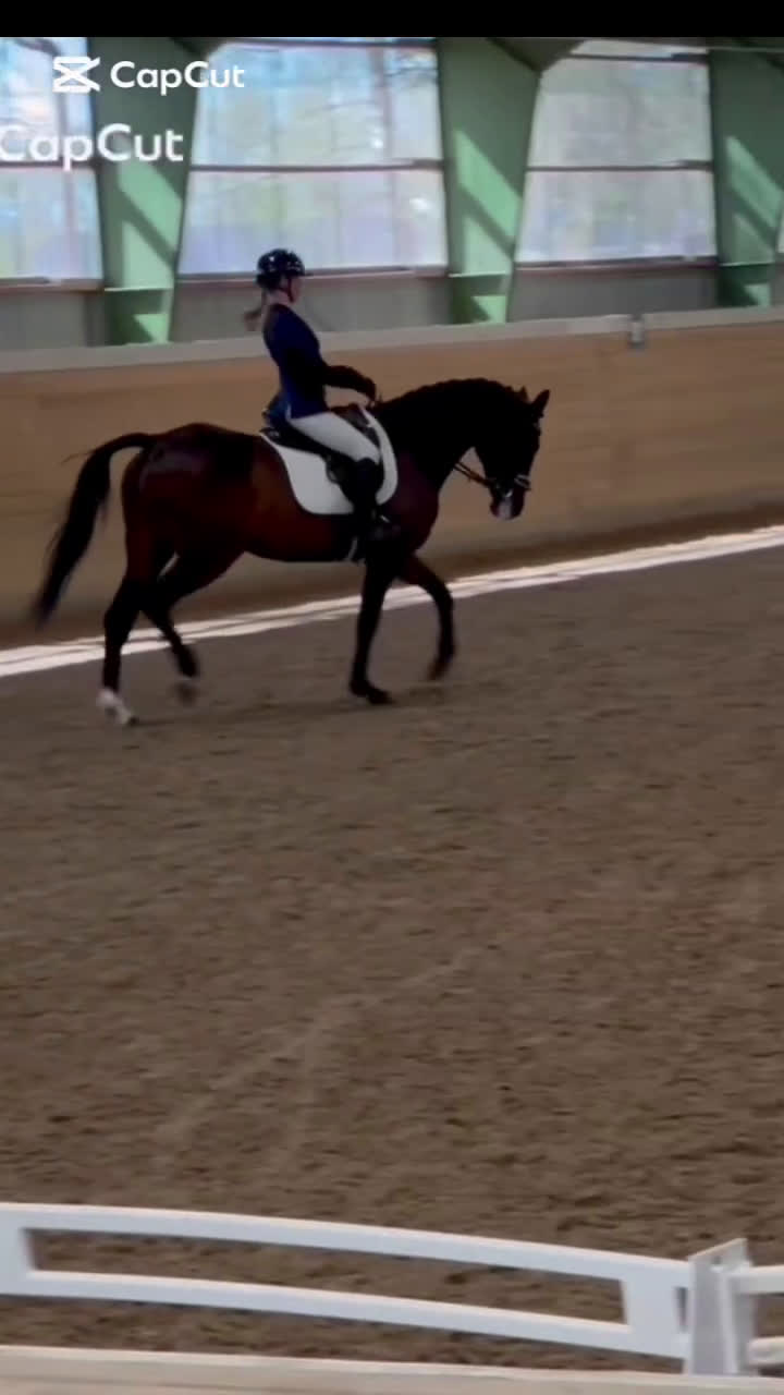 Dressyr hästar till salu: Adelphie - Hästen med ett hjärta av guld - Video 2