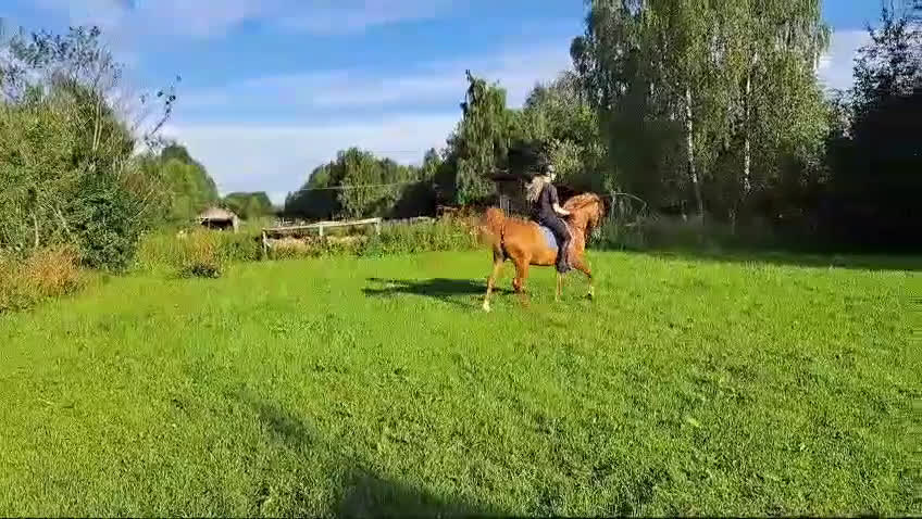 Allround hästar till salu: Arbetsvillig charmör i Örnsköldsvik - Video 1