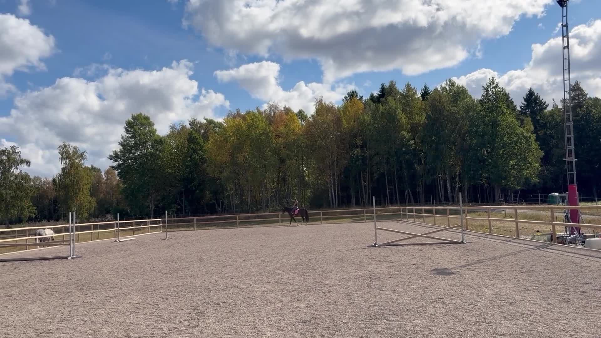 Allround hästar till salu: Framtidslöfte! - Video 1