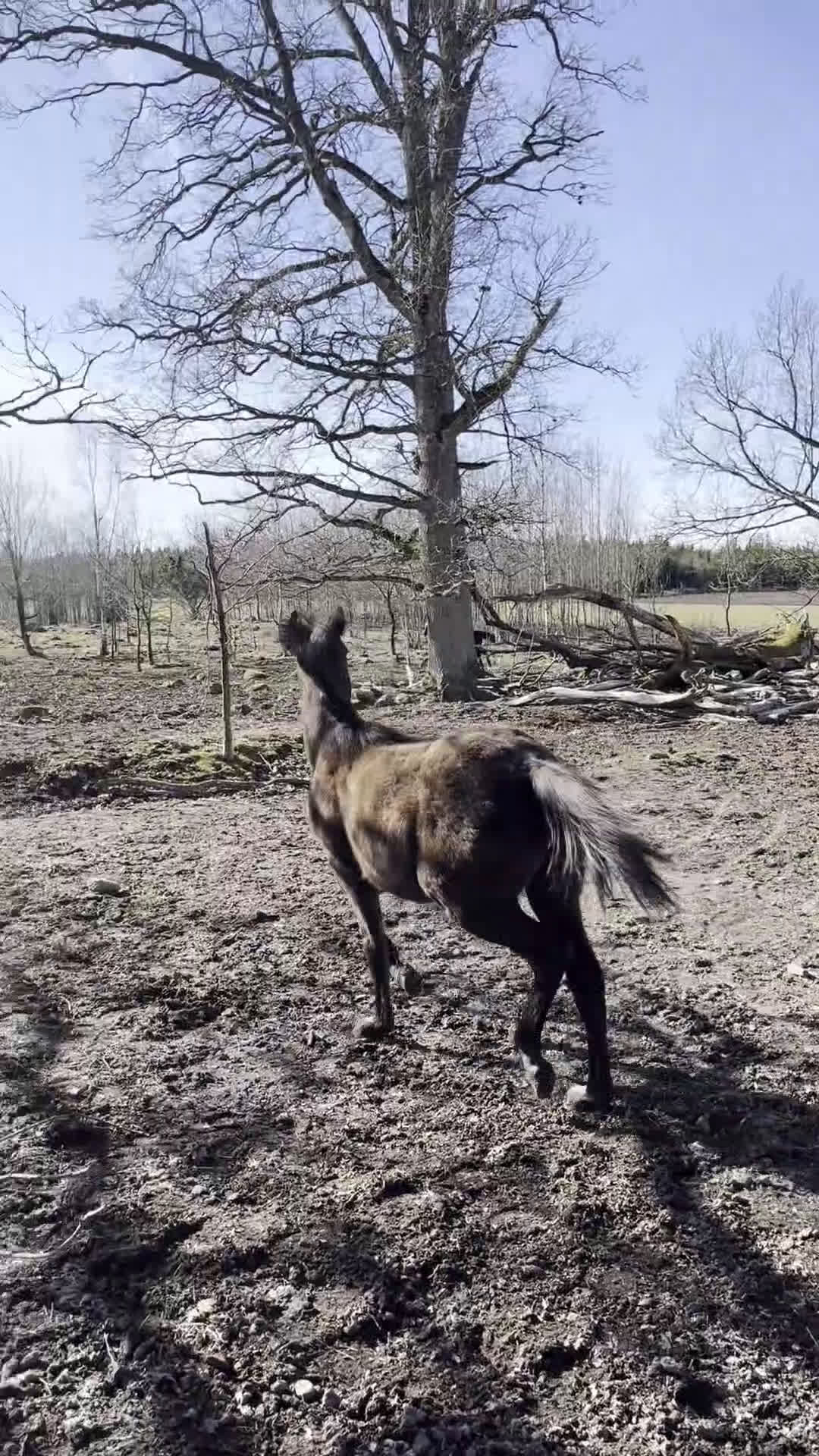 Allround hästar till salu: Socialt hingstföl med mycket karaktär - Video 1