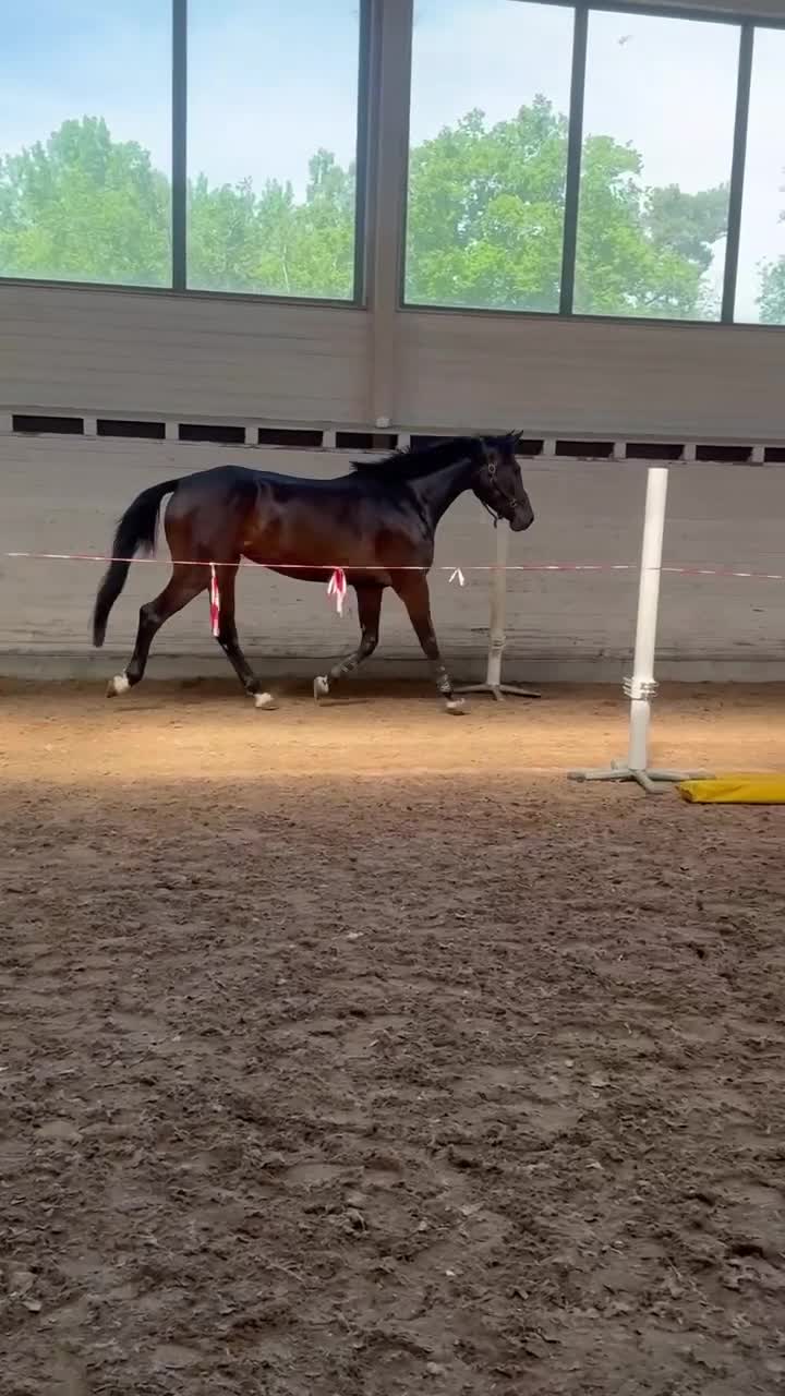 Hoppning hästar till salu: Trygg och välriden 3-åring med fin hoppteknik - Video 1
