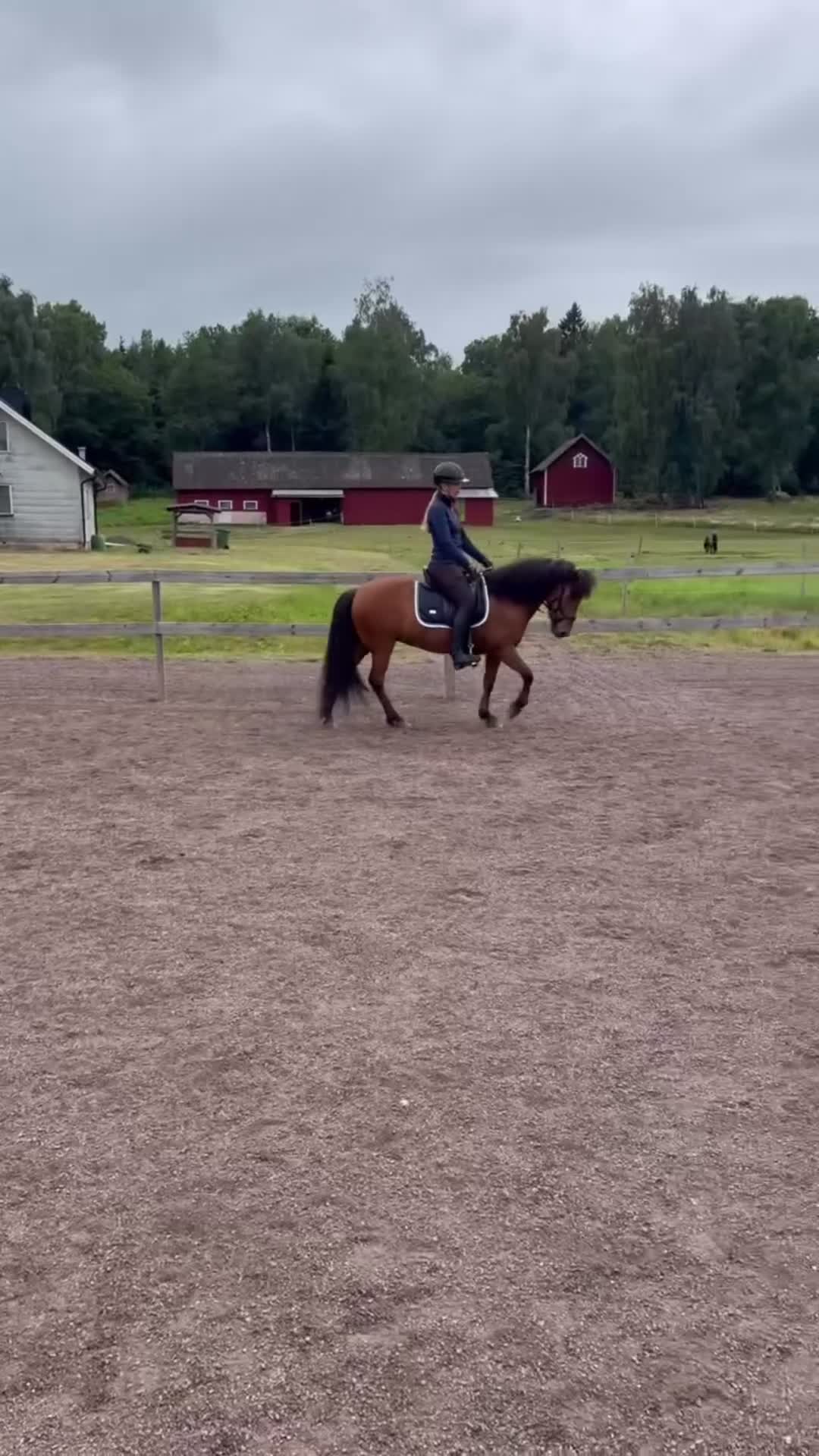 Island hästar till salu: Vilja frá Hrísdal  - Video 1