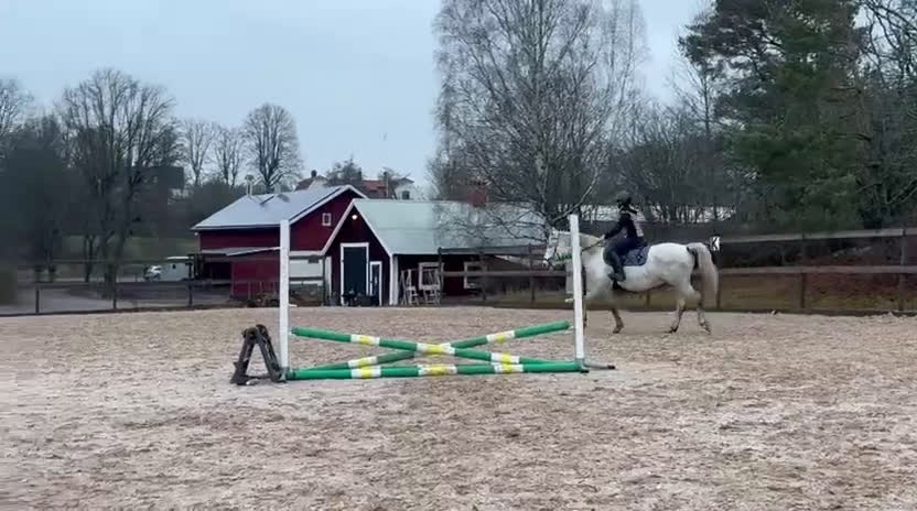 Allround hästar till salu: Sto, f. 2020, efter 30 Favory XXVIII-27 i Norrköping - Video 2