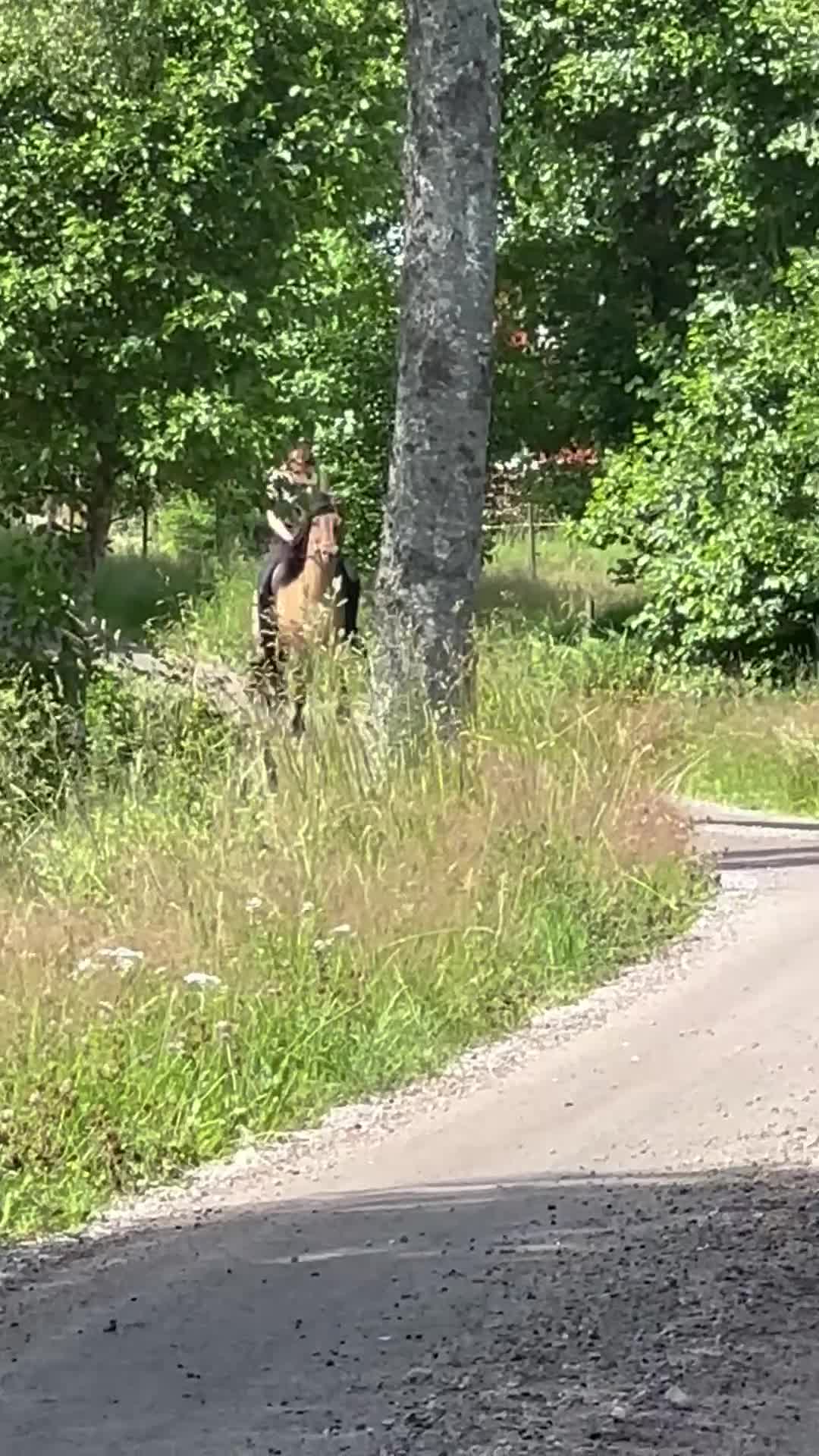 Island hästar till salu: En stjärna som letar efter sin ryttare 🌟 i Hamneda - Video 3