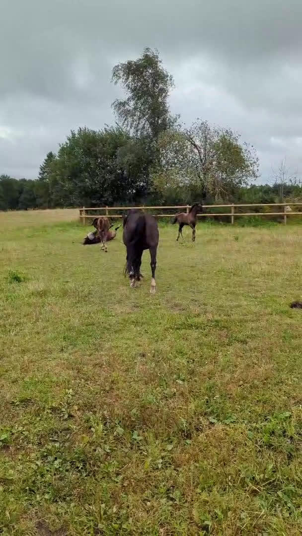 Dressyr hästar till salu: Mycket fin åring med topp dressyrstam!  i Hörby - Video 1