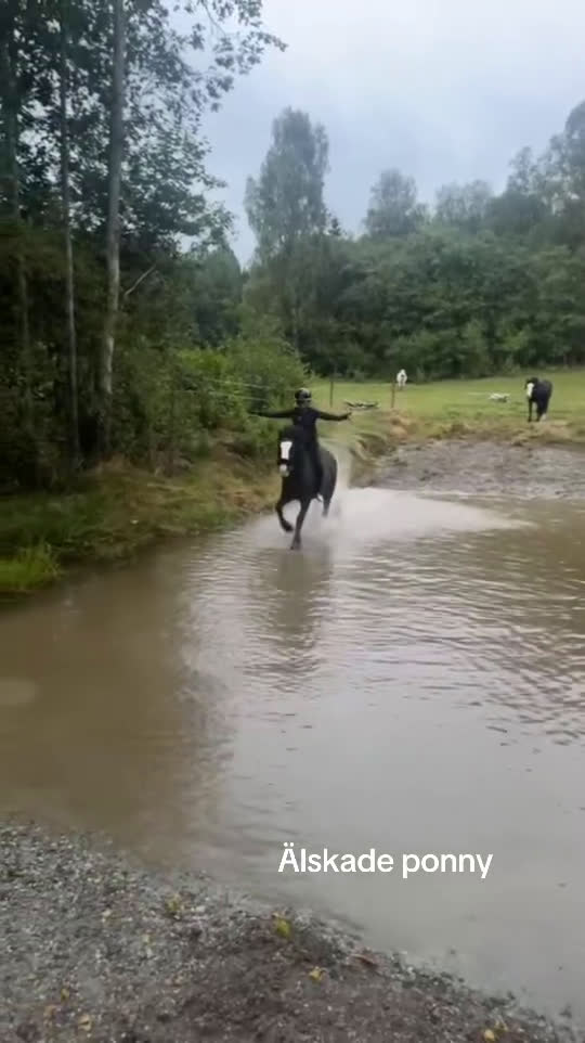 Hoppning hästar till salu: Rosettplockare/läromästare till salu - Video 3