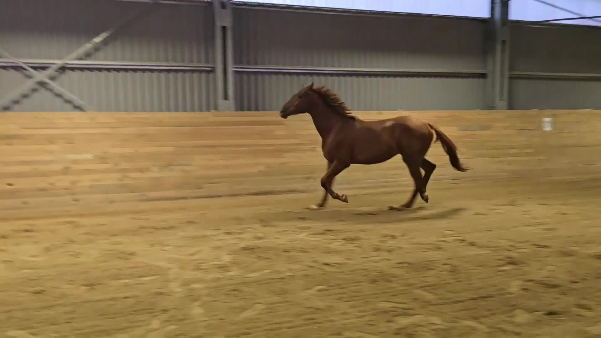 Dressyr hästar till salu: Sportig dressyrkille - Video 1