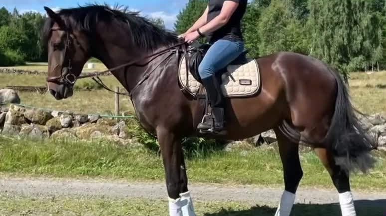 Dressyr hästar till salu: Högrest valack i Linderöd - Video 1