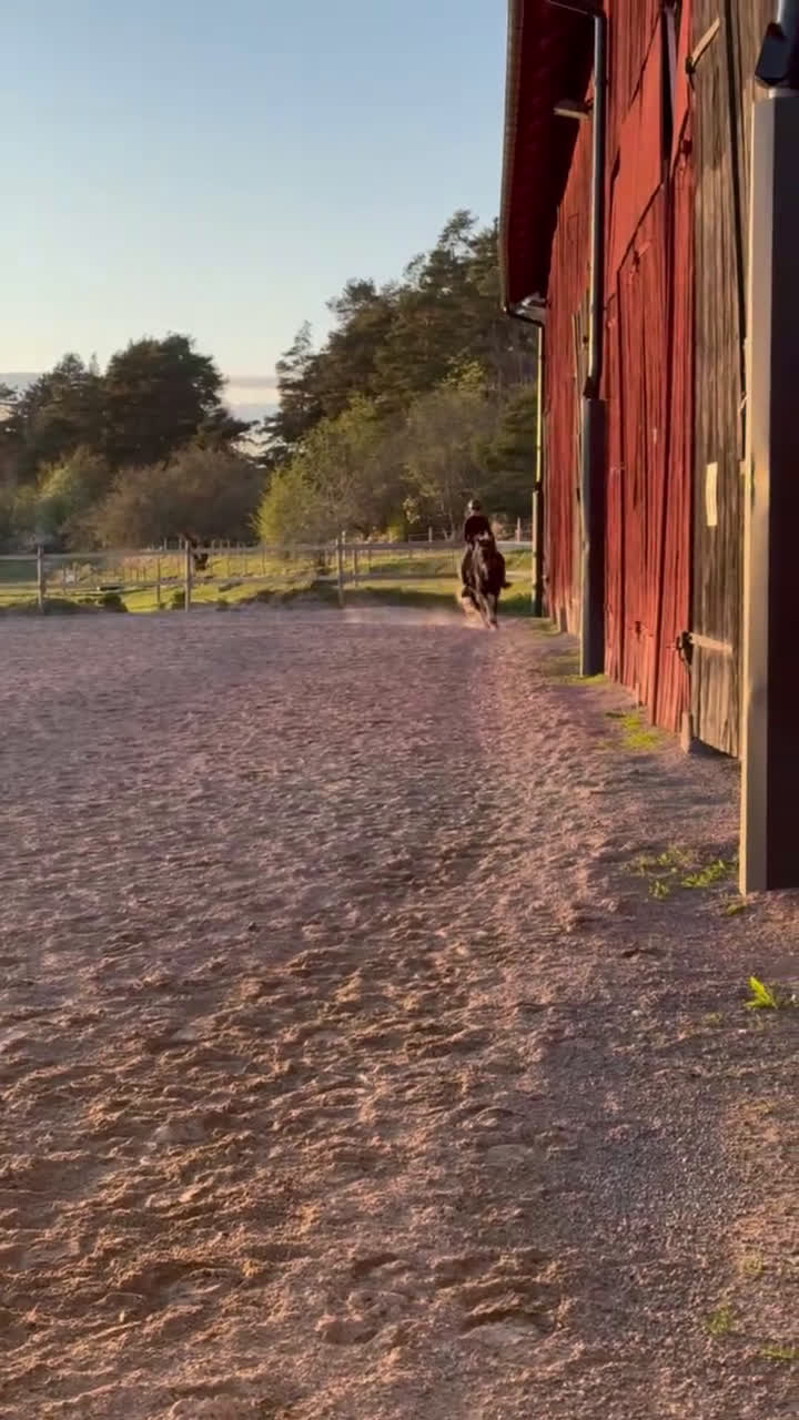 Allround hästar till salu: Vacker drömponny i Uppsala - Video 5