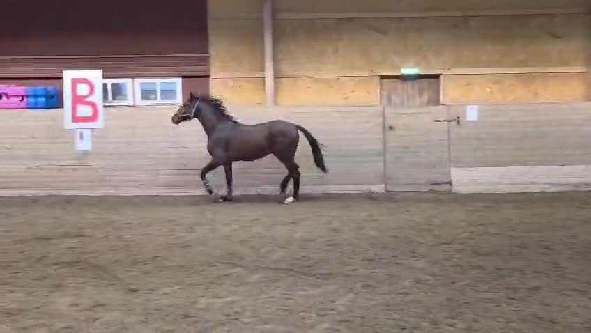 Hoppning hästar till salu: Välstammad hopptalang - Video 5