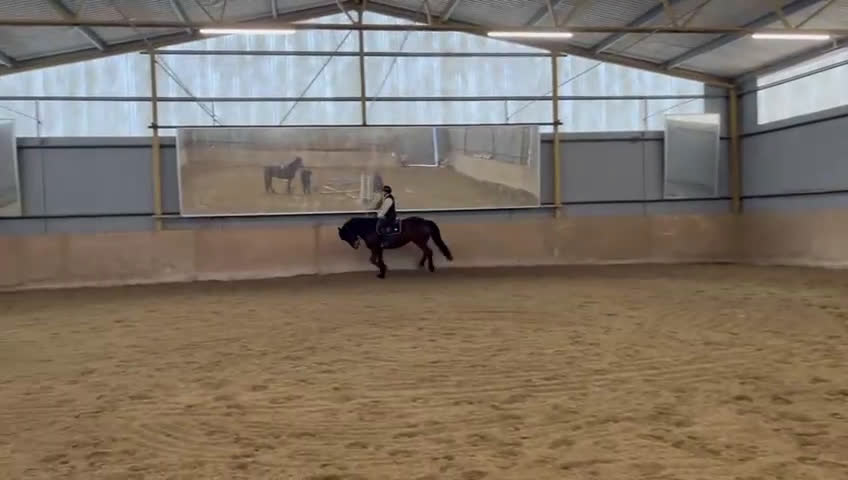 Allround hästar till salu: En bästavän, Bella  i Ödsmål - Video 3