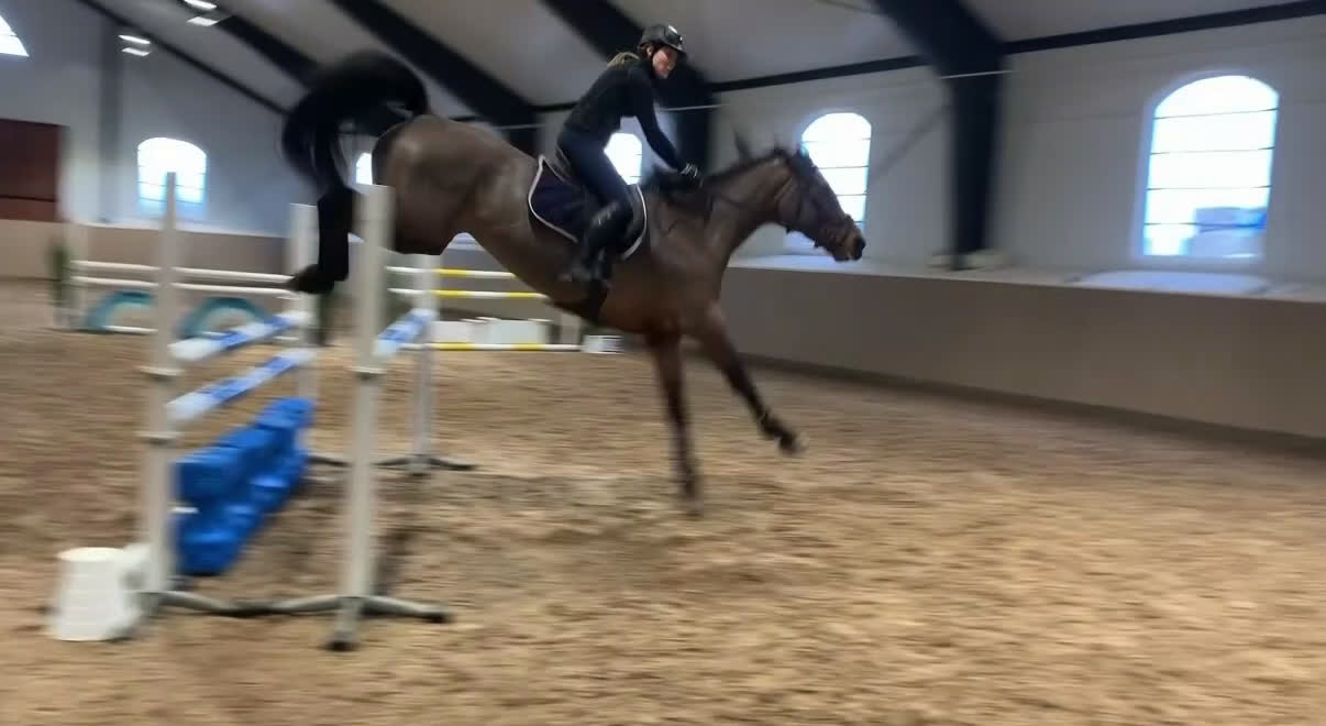 Hoppning hästar till salu: SWB-sto -13 i Linköping - Video 1