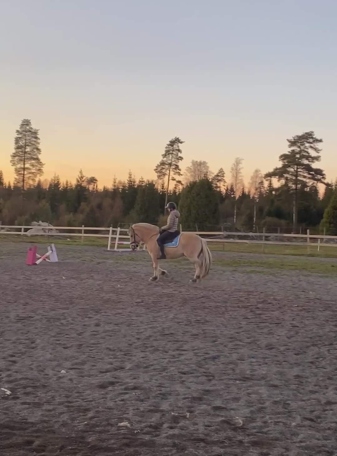 Allround hästar till salu: Fantastisk fjording  - Video 2