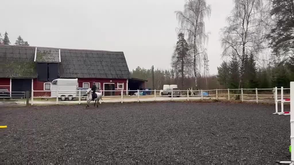 Hoppning hästar till salu: Häftig prisplockare - Video 3