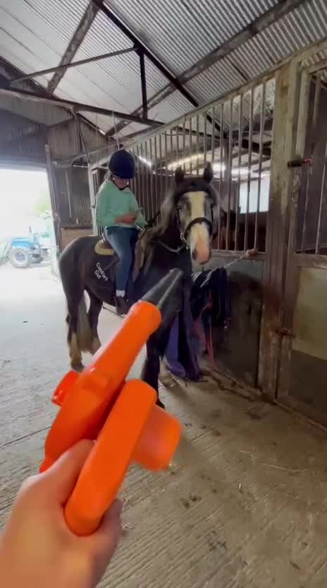 Allround hästar till salu: Vacker och trygg valack!  - Video 4