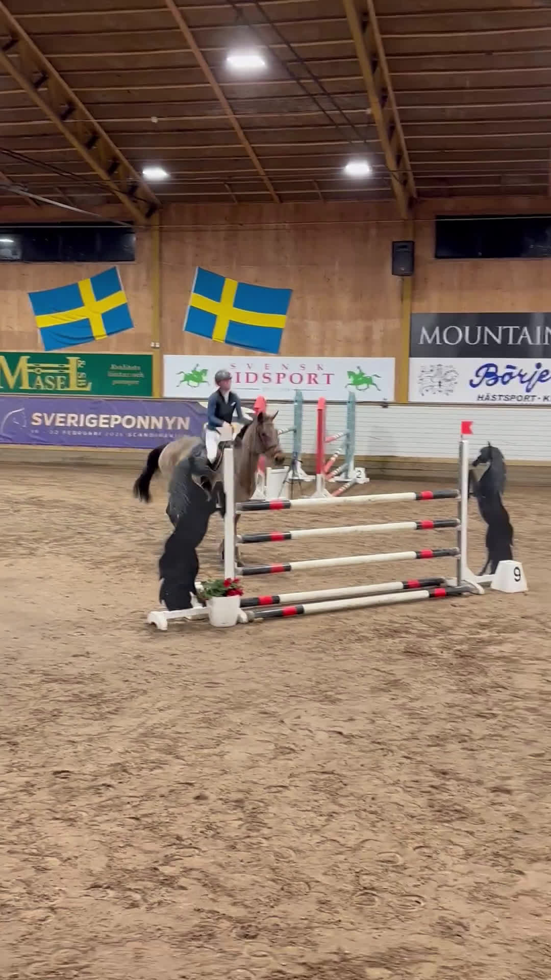 Hoppning hästar till salu: Ett kraftpaket med stor potential - Video 2