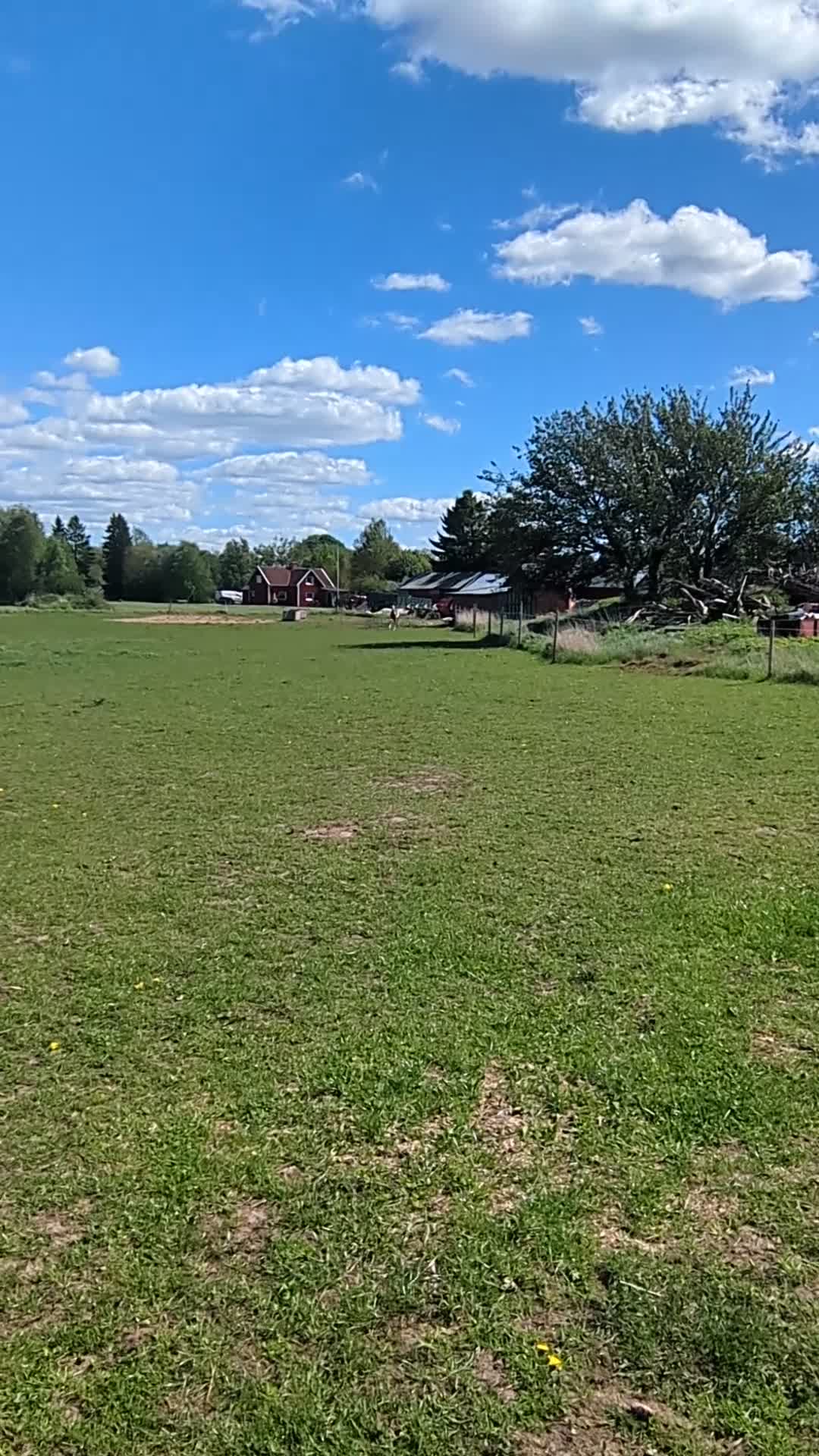 Allround hästar till salu: Fullblodshingst -25 New forest -12 söker 5🌟hem i Tidaholm - Video 4