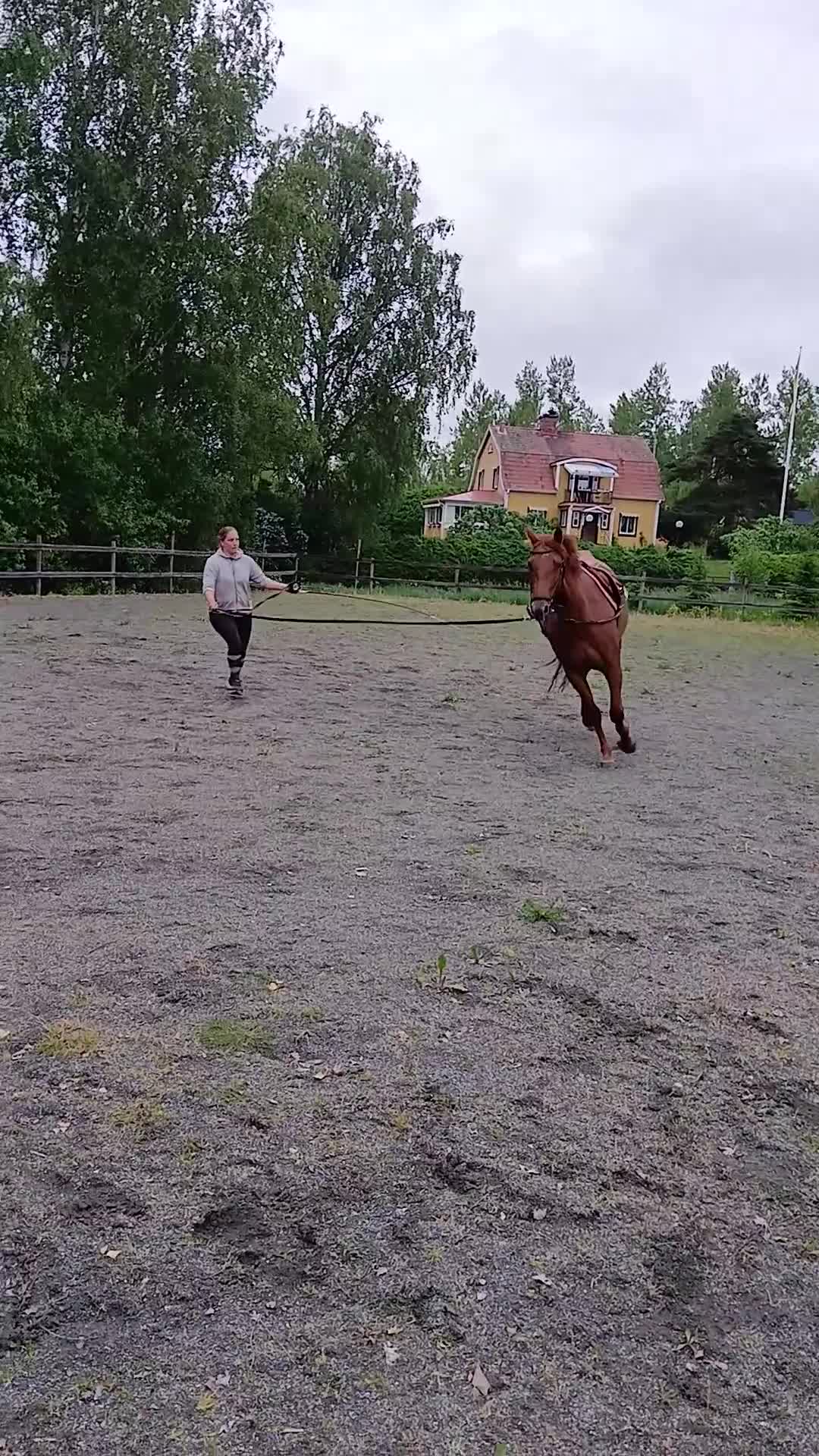 Allround hästar till salu: Trevlig 5 årigt SWB-sto - Video 4