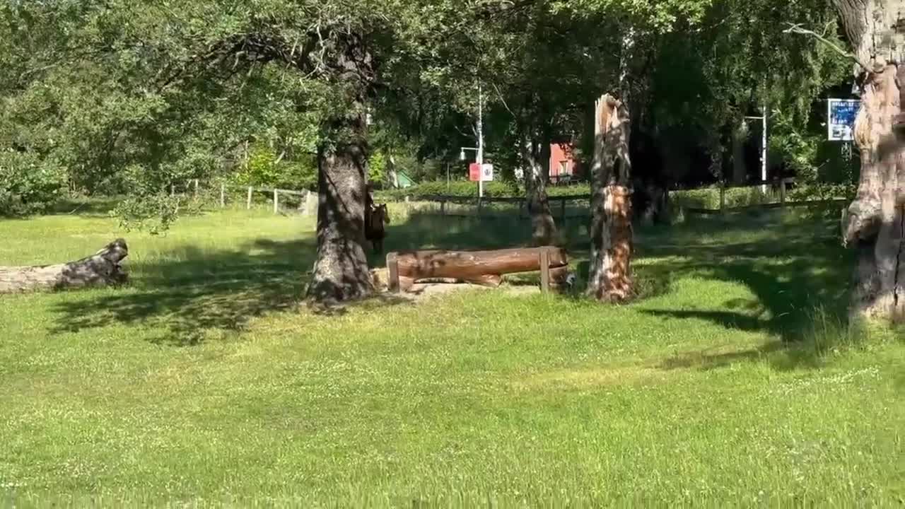 Fälttävlan hästar till salu: Fantastisk läromästare allround till salu - Video 4