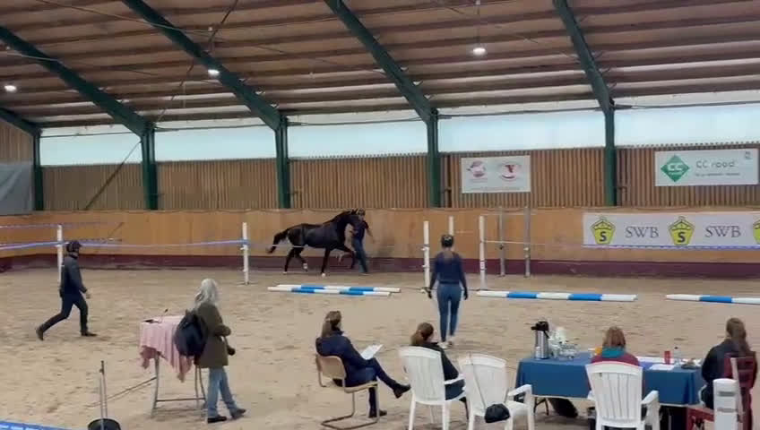Dressyr hästar till salu: 3 års sto med unik stostam (76) för toppen! i Helsingborg - Video 1