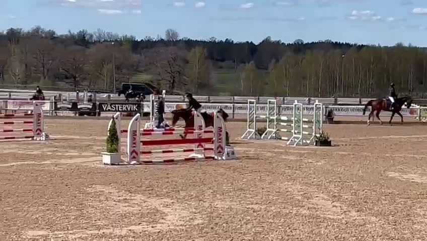 Hoppning hästar till salu: 6-årigt sto e. Indoctro i Kolmården - Video 2