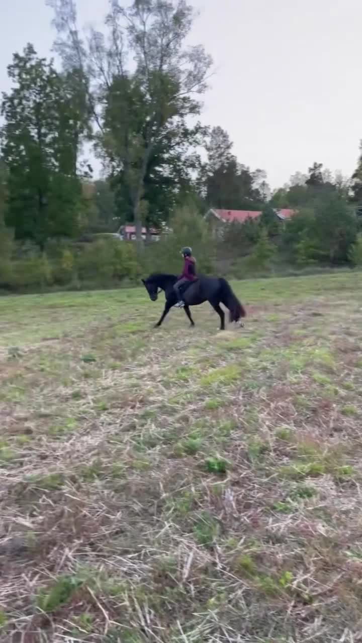 Allround hästar till salu: Tullebo Final Justice - Video 4