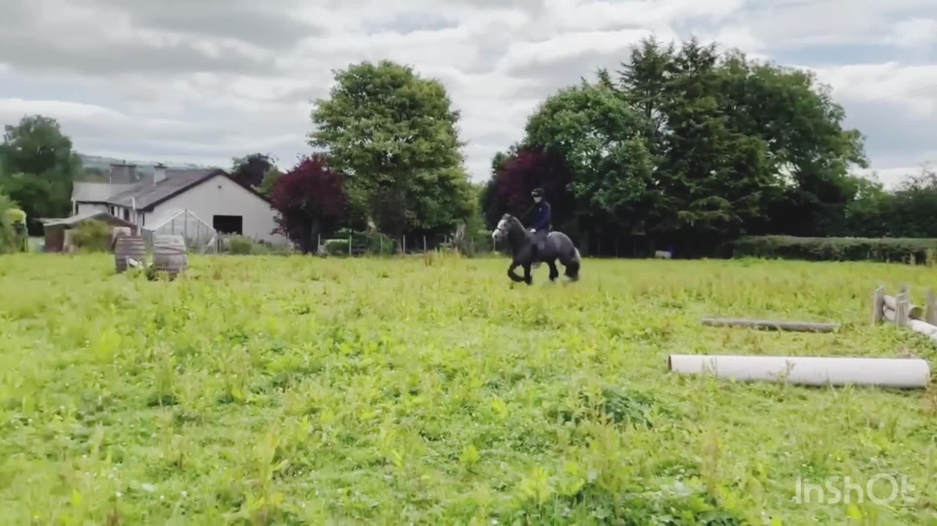 Allround hästar till salu: Vacker och trygg valack!  - Video 1