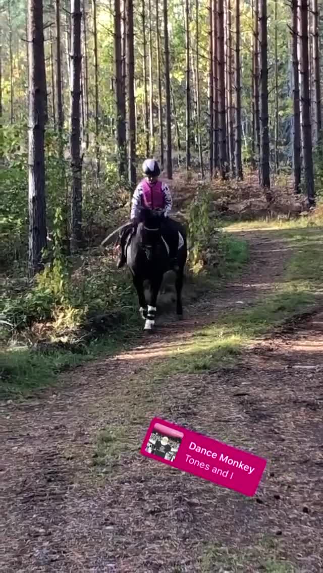 Allround hästar till salu: Perfekt läromästare  - Video 2