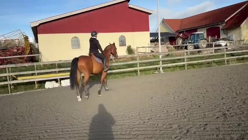 Allround hästar till salu: Välutbildad valack - Video 2