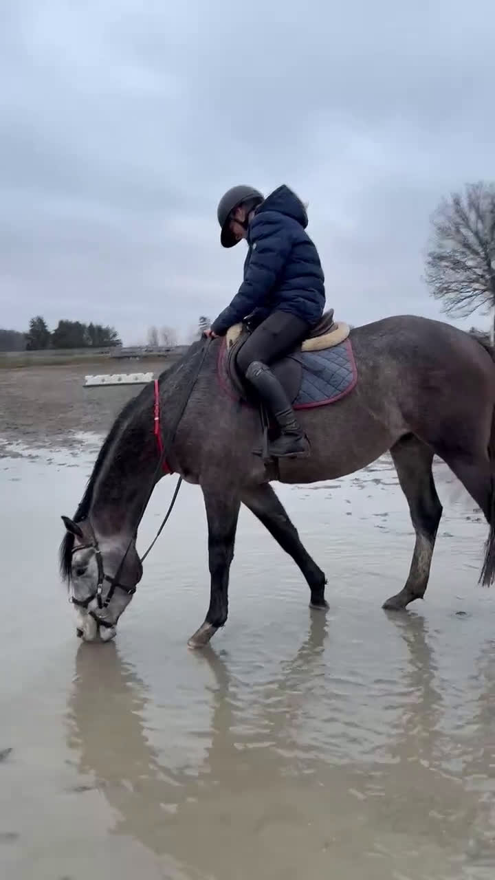 Allround hästar till salu: En riktigt prins  i Skara - Video 3