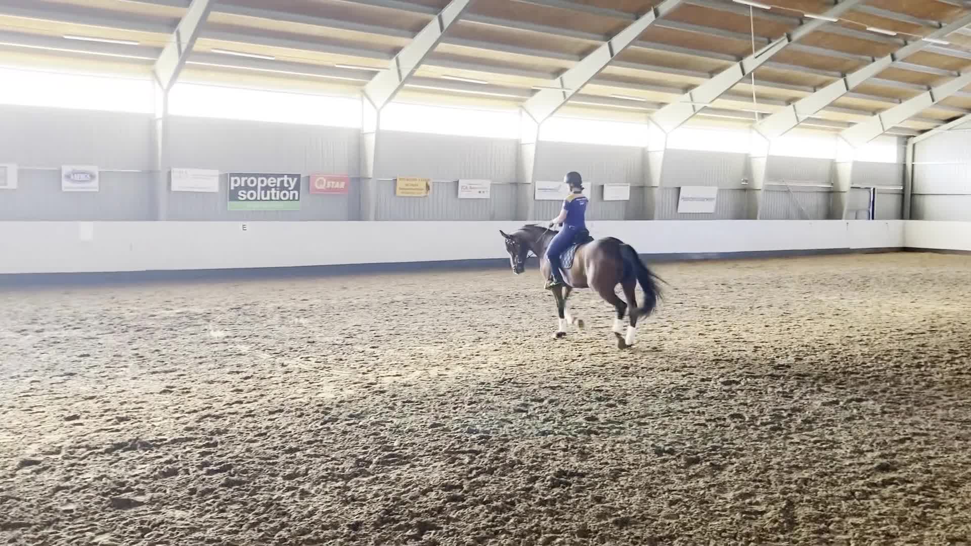 Dressyr hästar till salu: Elegant dressyrsto med utstrålning  - Video 3