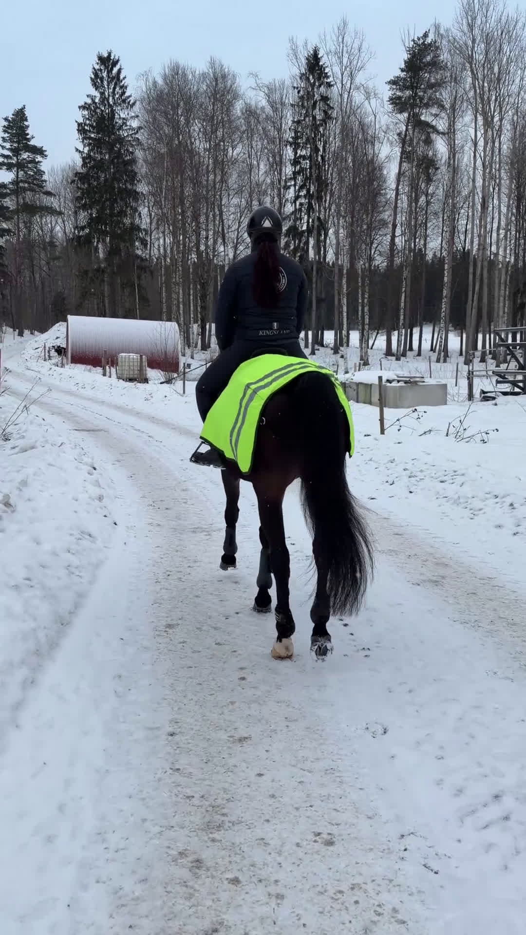 Allround hästar till salu: Lyxig hobbyhäst - Video 1