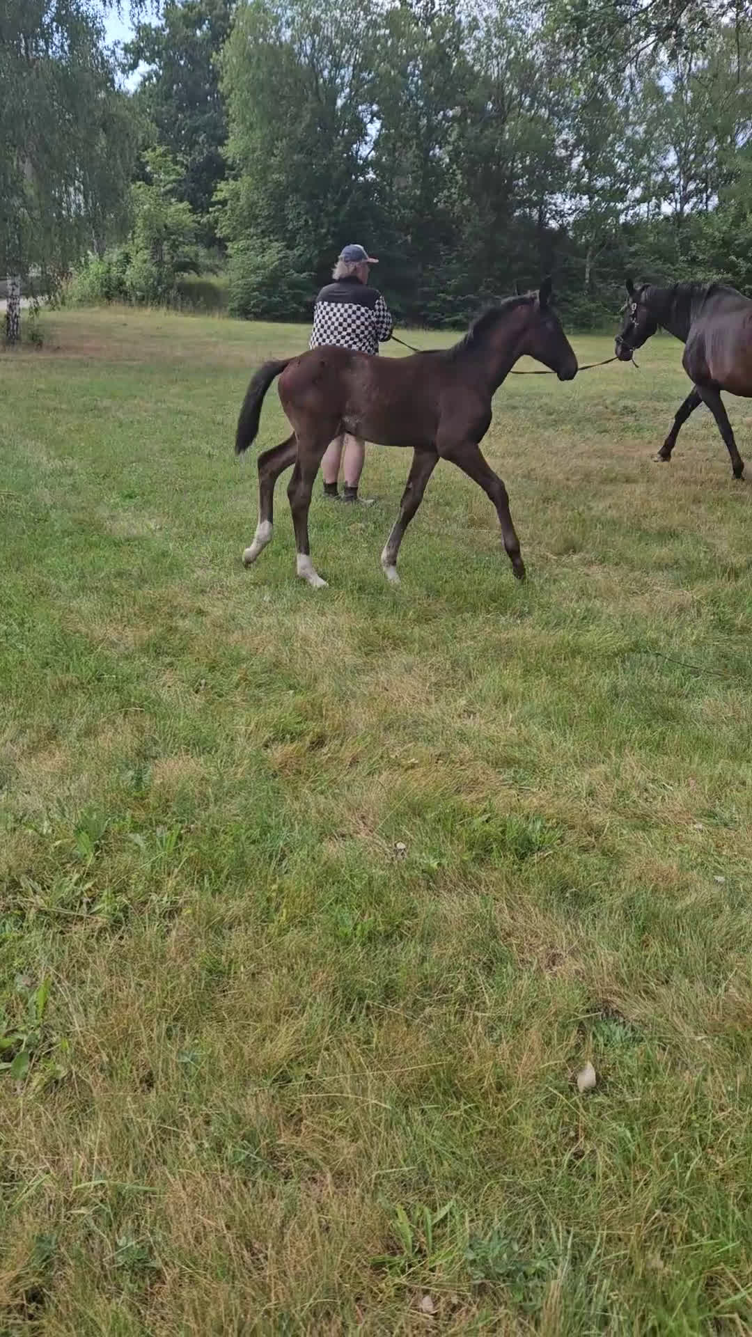 Dressyr hästar till salu: Blivande dressyr sto i Söderåkra - Video 1