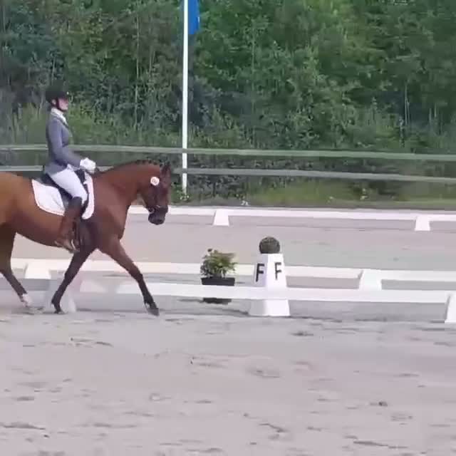 Dressyr hästar till salu: Väluppfostrad D-ponny med stor potential! - Video 2