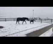 Avelshästar hästar till salu: Meriterat avelssto e. Maharajah uthyres – toppstam i Kungsbacka - Video 1