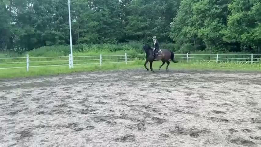 Hoppning hästar till salu: Lovande hopphäst med starkt mödrene - Video 1