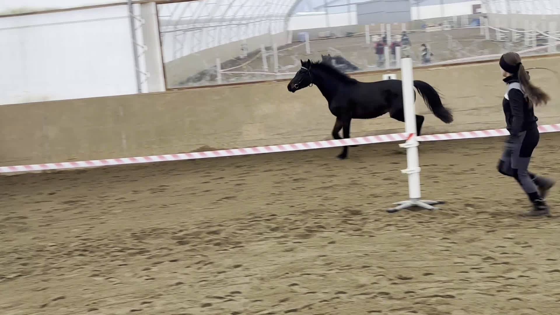 Hoppning hästar till salu: Högrest känslig valack  - Video 1