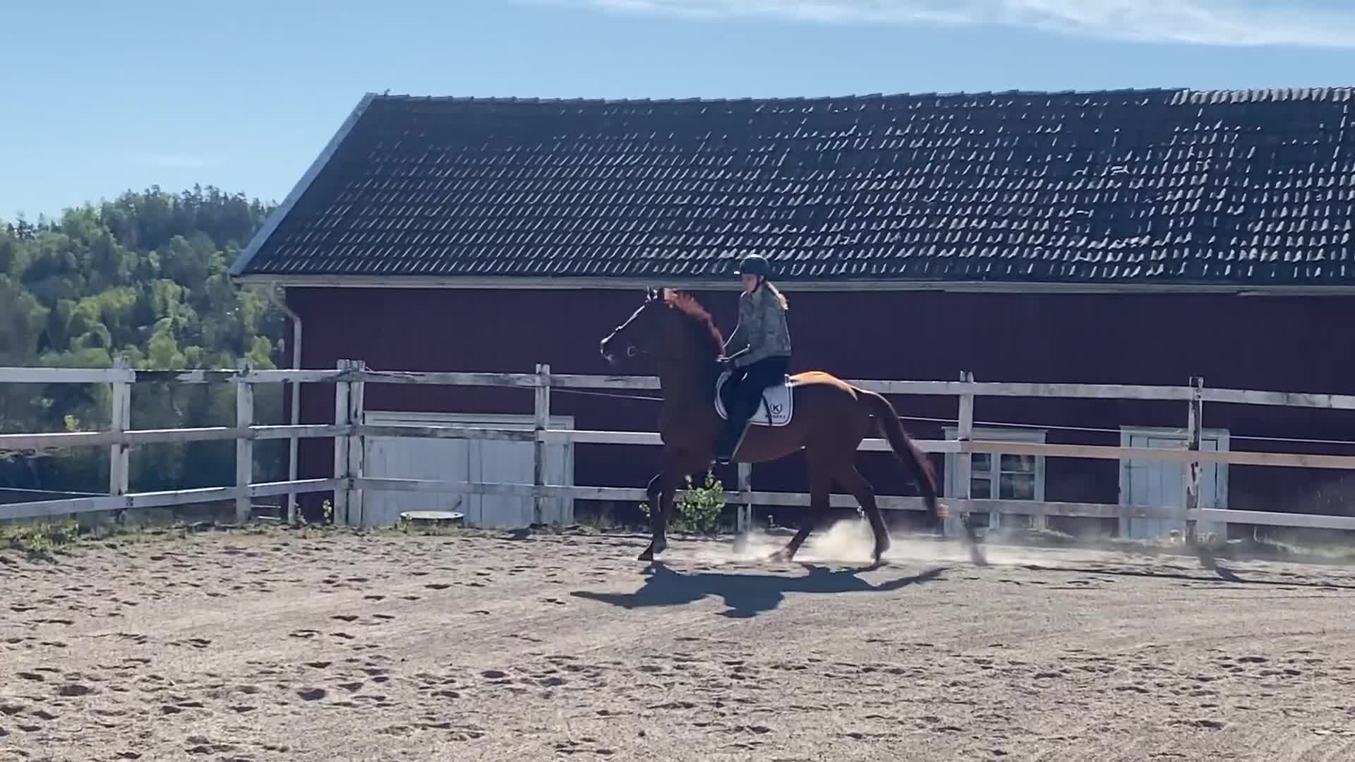 Allround hästar till salu: Vackert och vänligt sto i Trollhättan - Video 4