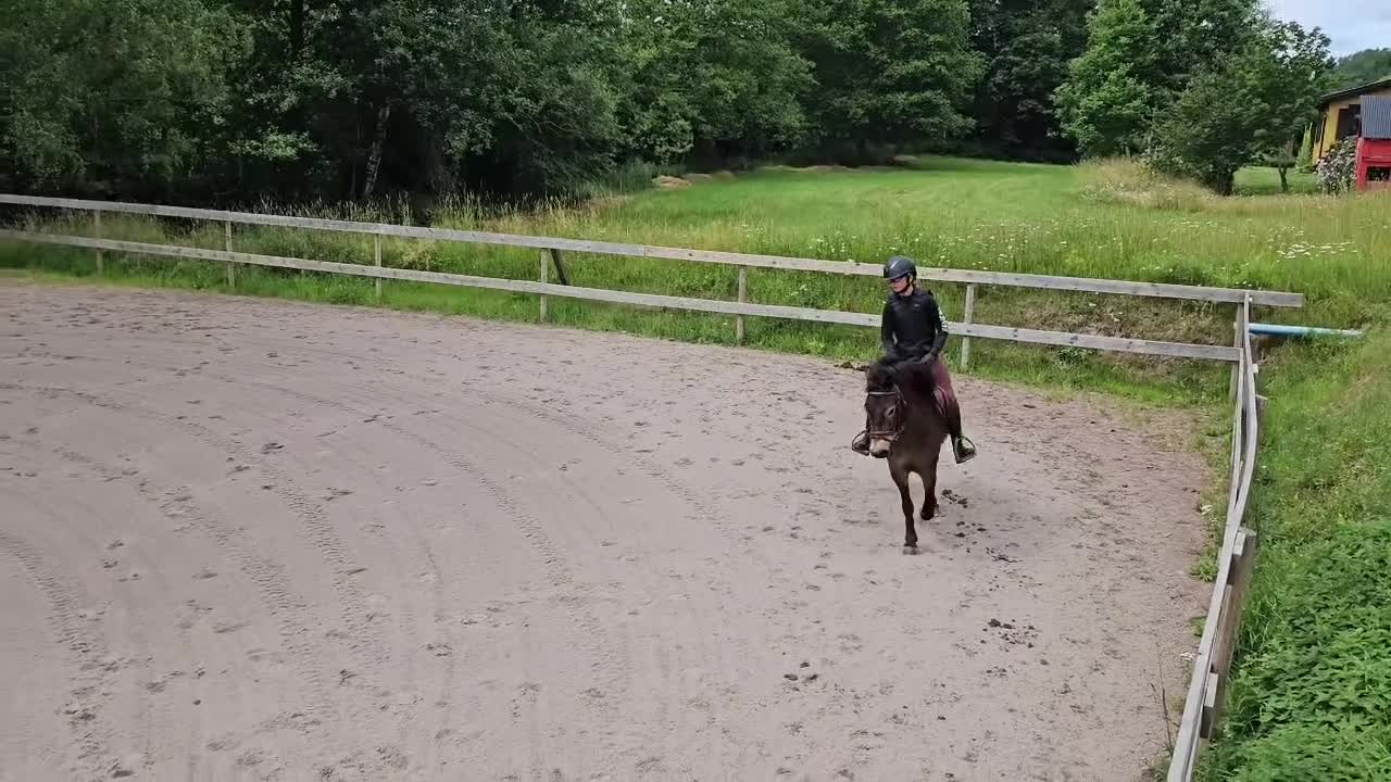 Allround hästar till salu: Snäll B-ponny - Video 1
